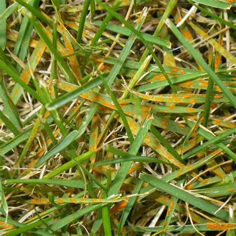 Lawn Rust Signs Symptoms And Prevention