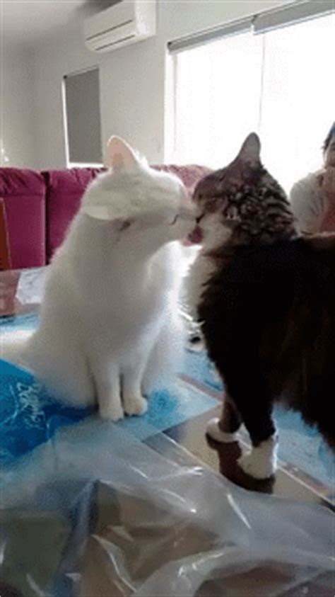Download and use 10,000+ funny cat stock photos for free. Funny cats - part 167 (40 pics + 10 gifs) | Amazing Creatures