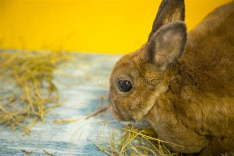 Cute Brown Rabbit Stock Photo Image Of Dandelion Little 111919680