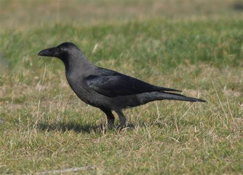 Corvus Splendens House Crow