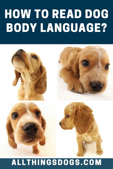 How To Read Dog Body Language Dog Body Language Dog Language Puppy