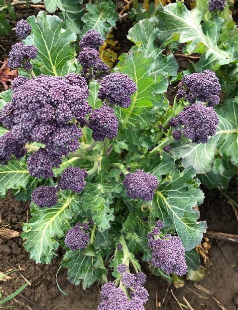 Broccoli Purple Sprouting 125 Lb Bunch