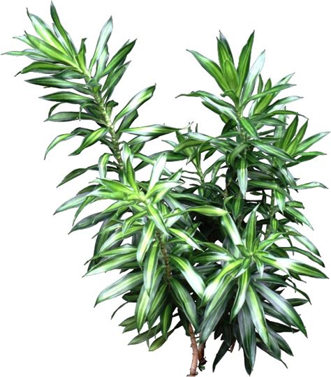 The plant tolerates low light, low humidity, even temporarily dry soil. Dracaena Reflexa Plant - HousePlant Care Tips ...