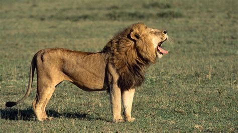 Lion Populations Declining Rapidly In Africa New Study Infocongo