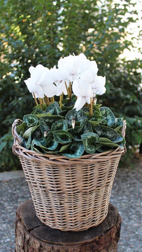 Our Favourite Winter Plant Cyclamen In White Color In A Beautiful
