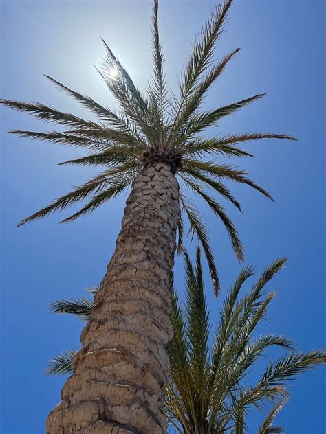 Palm Tree Corporate Communications Flickr