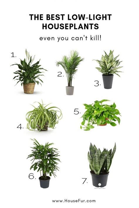 The Best Low Light Houseplants You Cant Kill House Fur