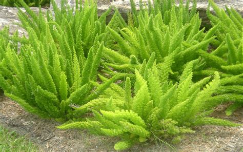 Foxtail Fern For Sale North Fort Myers