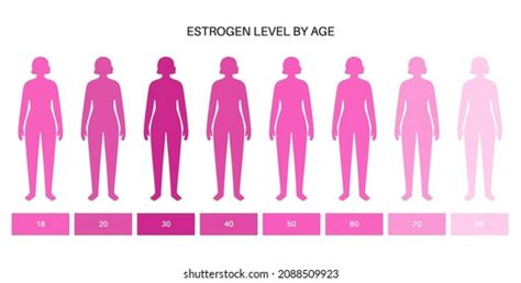 Estrogen Level Color Chart Sex Hormone Stock Vector Royalty Free 2088509923 Shutterstock