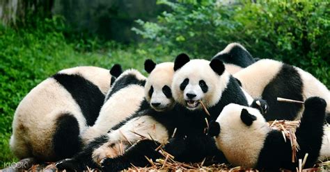 Panda Breeding Center And Historic Private Day Tour Chengdu China