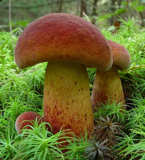 Mushroom Photos To Be Sorted David Work Stuffed Mushrooms Edible