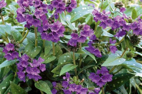 Top Deer Resistant Plants For Your Region Deer Resistant Shade Plants