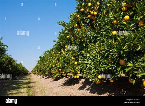 Citrus Orchard With Ripening Oranges Stock Photo Royalty Free Image
