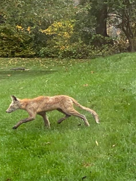 Coyote Spotted In Lower Saucon Neighborhood Saucon Source