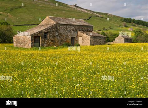 Scenic Swaledale upland wildflower hay meadows (old stone field barns, colourful sunlit ...