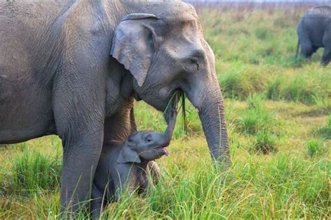 Fotografias De Elefantes Bebes Que Te Haran Sonreir
