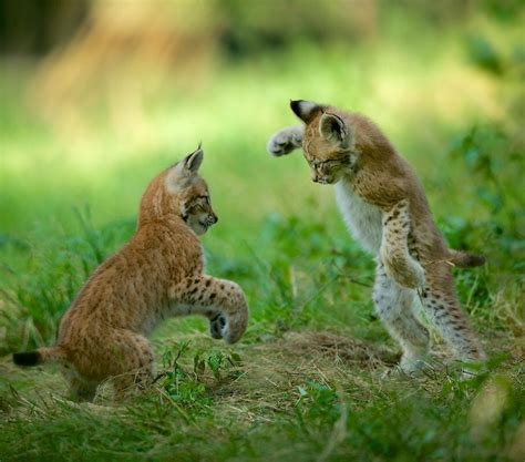 Belle30 Baby Animals Pictures Cute Baby Animals Wild Cats
