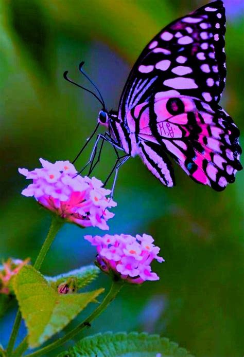 Farfalla Beautiful Butterfly Pictures Butterfly Pictures Beautiful