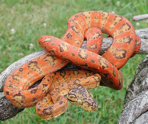 Most Amazing Emerald Tree Boa Most Beautiful Snake