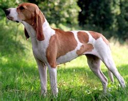 Is the schweizer laufhund right for you? sabueso suizo de Schwyz - Razas de perros - webanimales.com
