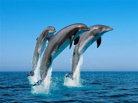 Dolphins cool pictures, hd backgrounds and wallpapers for all kinds of computers and mobile devices: Free Dolphin Wallpapers For Desktop - Wallpaper Cave