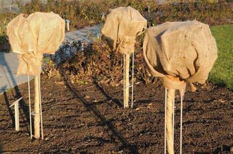 Also, the moisture in the soil can provide additional frost protection. Tips for protecting plants from frost and cold weather ...
