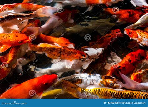 Koi Fish In The Pond Stock Photo Image Of Bright Goldfish 147293190