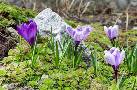 Crocus Flower Meaning And Symbolism A To Z Flowers