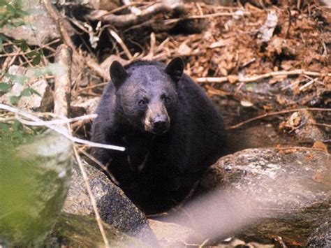 Korean Mammal Manchurian Black Bear Image Only