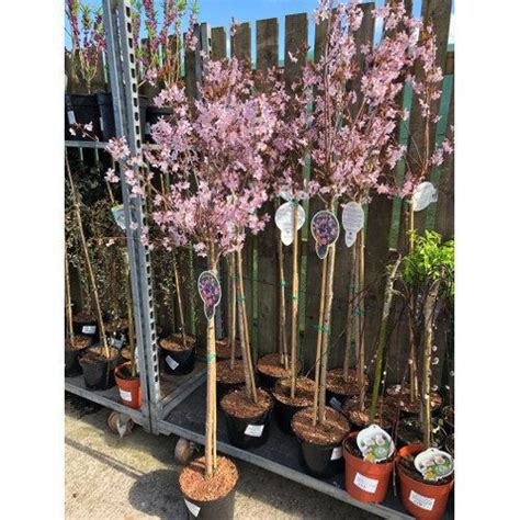 Prunus Nipponica Ruby Standard 80cm Stem 5 Litre Bridgend Garden Centre