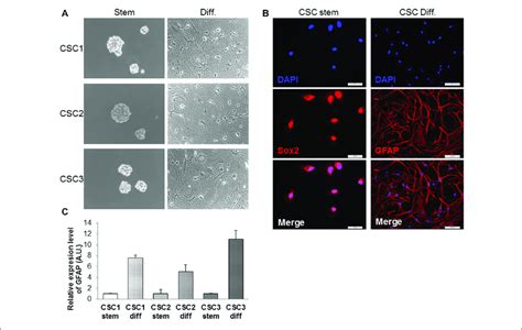 Characterization Of Glioblastoma Gbm Cancer Stem Cells Cscs A