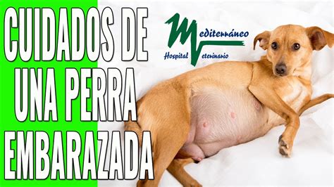 Anatomia De Un Perro Hembra Embarazada Lyrics Vatriciacedgar
