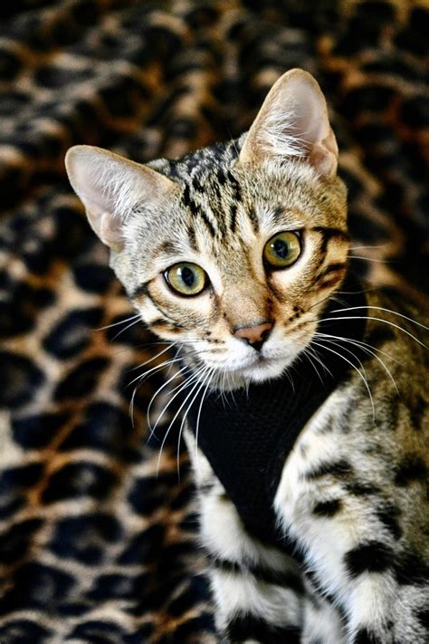 Exotic House Cats Bengal Cat Meme Stock Pictures And Photos
