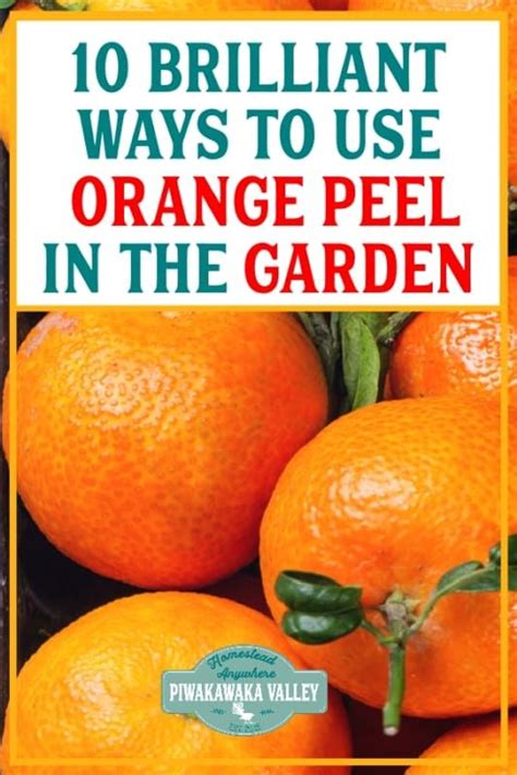 How To Use Orange Peels In The Garden Citrus Peels Dont Need To Go