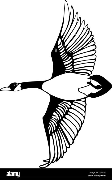 Canadian Goose Vector Illustration Stock Vector Image And Art Alamy