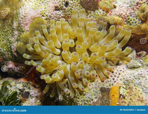 Marine Life Giant Caribbean Sea Anemone Underwater Stock Photo Image