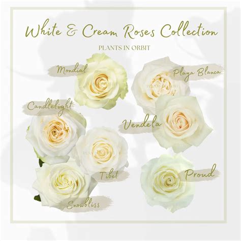 White And Cream Roses Collection Mondial Candlelight Tibet Snowb