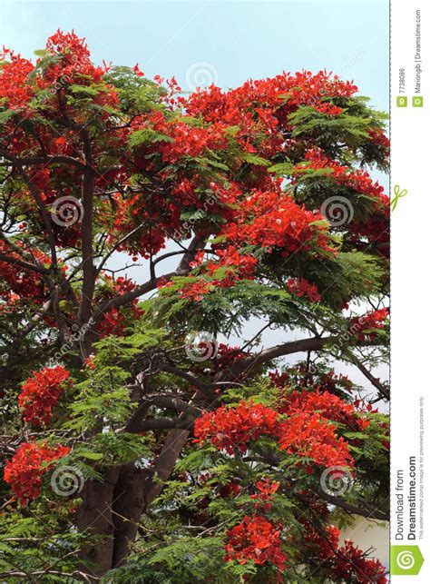 Red Flowering Tree Stock Photo Image Of Blossom Tourism
