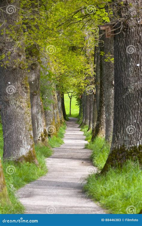 Beautiful Oak Tree Alley With Footpath Stock Image Image Of Alley