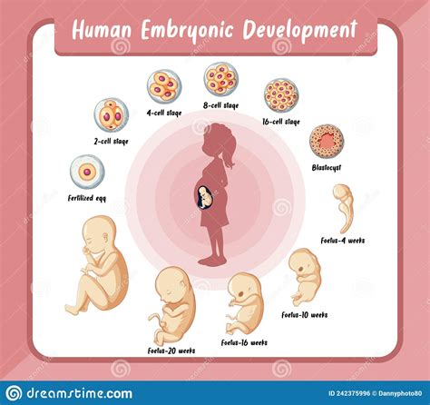 Human Embryonic Development In Human Infographic Stock Vector Illustration Of Living Female