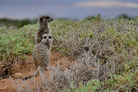 Erdmännchen In Südafrika Meerkat Tour In Oudtshoorn Genuss Touren