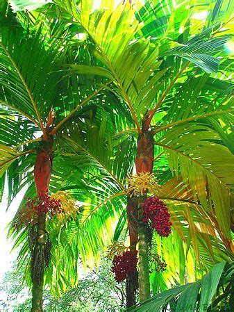 Areca vestiaria - Palmpedia | Tropical garden, Tropical plants, Tropical landscaping