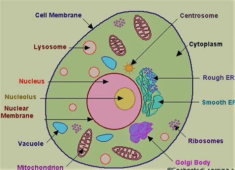 Class 6 Biology Cell The Basic Unit Of Life
