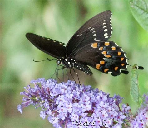 Spicebush Swallowtail Photograph By Diane Giurco Fine Art America