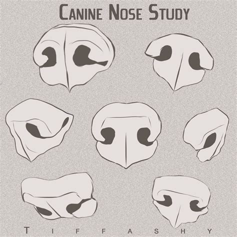 Caninewolfdog Nose Study By Tiffashy How To Art