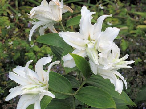 Double Oriental Lilies: Do You Love Them Or Hate Them?