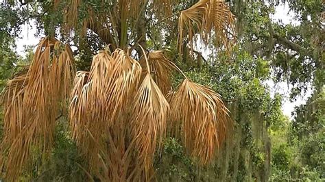 Palm Trees Are Tough But This Disease Is Killing Them