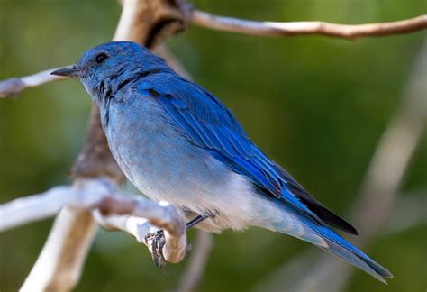 Mountain Blue Bird 4 Tony Hisgett Flickr