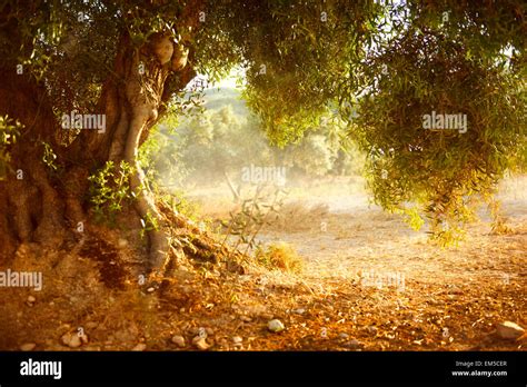 Old Olive Tree Stock Photo Alamy
