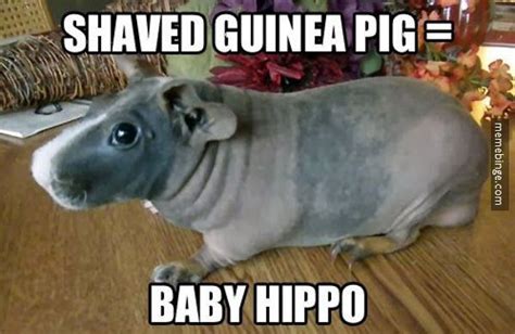 Guinea Pig Memes Guinea Pig Hub